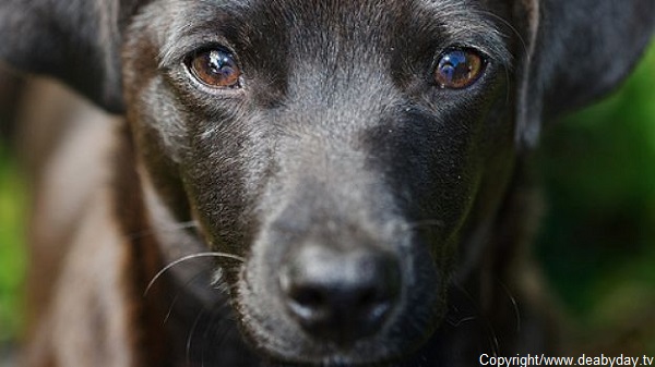 Scopri di più sull'articolo Vita da cani
