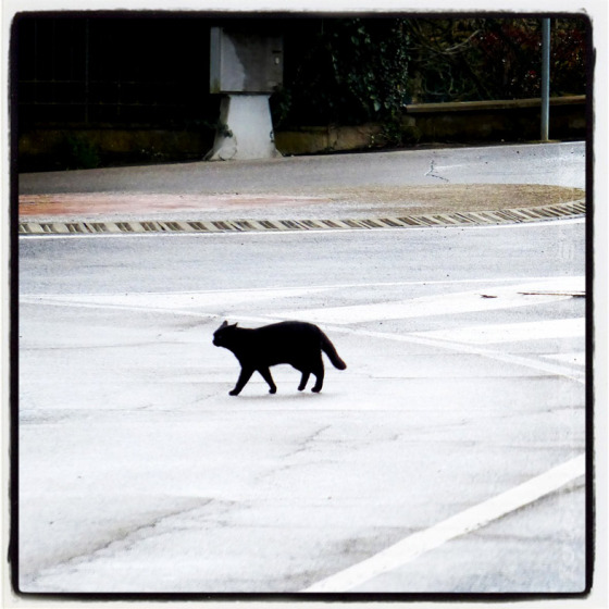 Scopri di più sull'articolo AIUTO – HO VISTO UN GATTO NERO ATTRAVERSARE LA STRADA