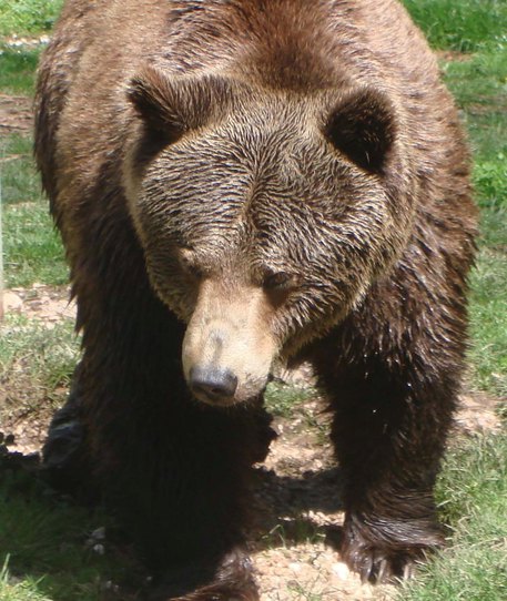 Scopri di più sull'articolo L’orsa Daniza è morta