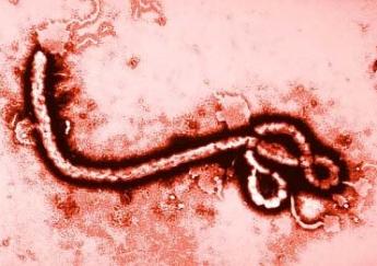 Scopri di più sull'articolo Ebola-Epidemie schlimmer als befürchtet „Experten warnen vor 20.000 Infizierten pro Monat“