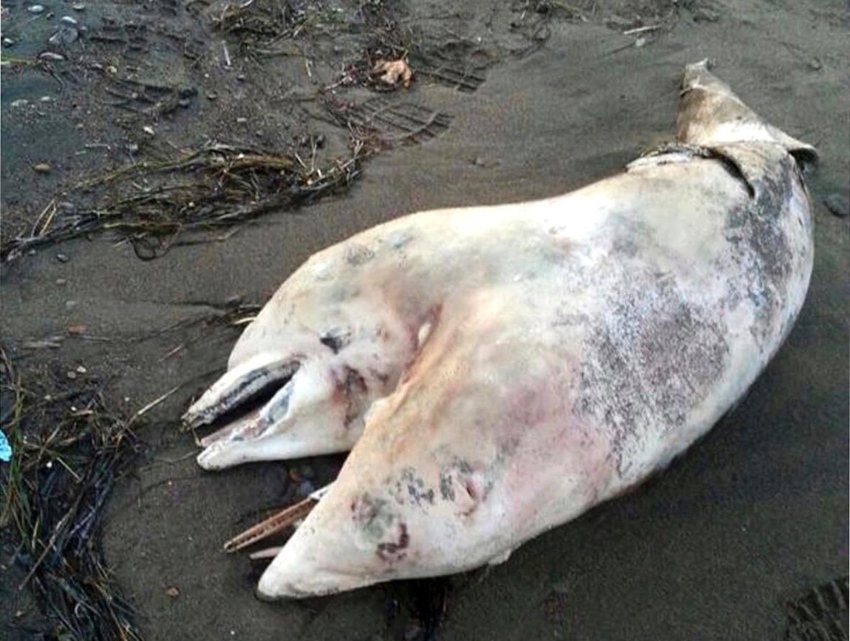 Mehr über den Artikel erfahren Türkei „Sportler findet toten zweiköpfigen Delphin am Strand“