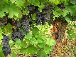 Scopri di più sull'articolo Weinernte Italien “So niedrig wie seit 1950 nicht mehr”