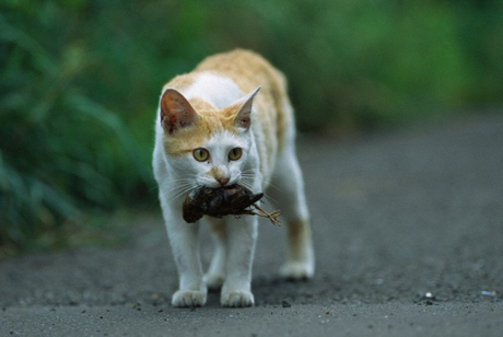 Scopri di più sull'articolo Pensionato seccato dal gatto, gli spara col fucile ma lo manca