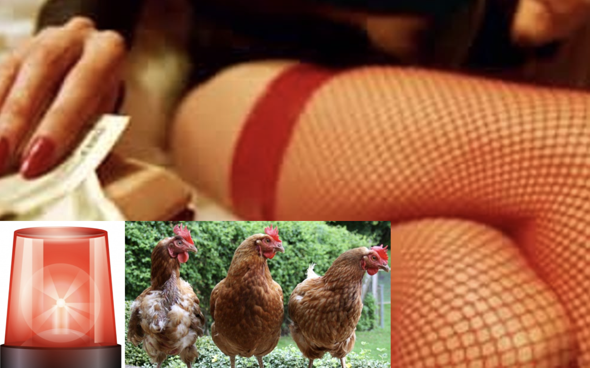 Scopri di più sull'articolo BOLZANO A LUCI ROSSE: “LO ABBIAMO FATTO CON LE GALLINE!”. 