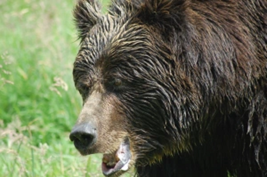 Scopri di più sull'articolo Orso, Fugatti informa il ministro Pichetto Fratin