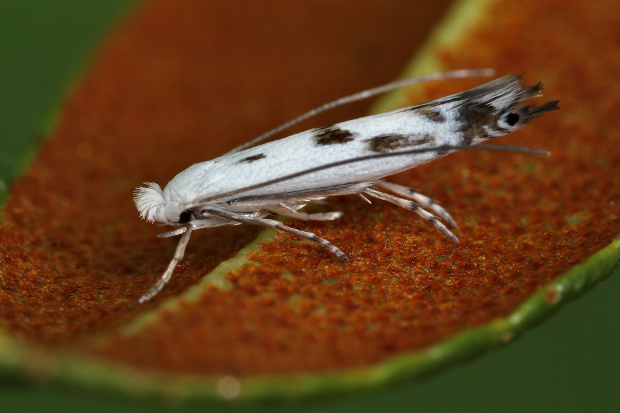 Mehr über den Artikel erfahren Erster Alpenrosen-Schmetterling entdeckt