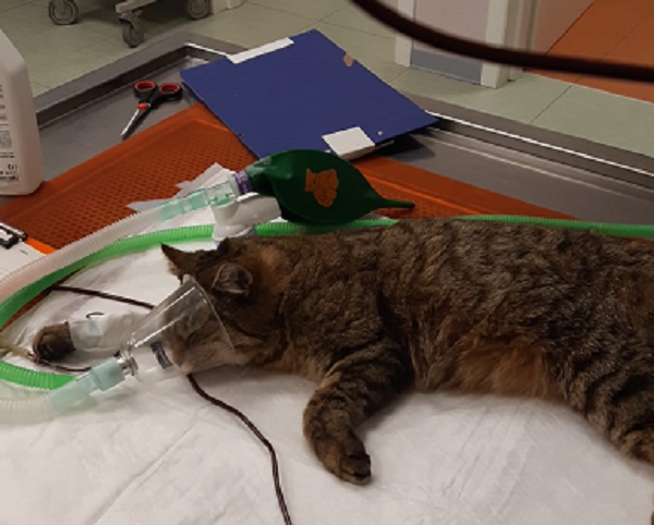 Mehr über den Artikel erfahren KITTY SALVATA DALL’AVVELENAMENTO: STORIA DI NATALE ALLA CLINICA VETBZ
