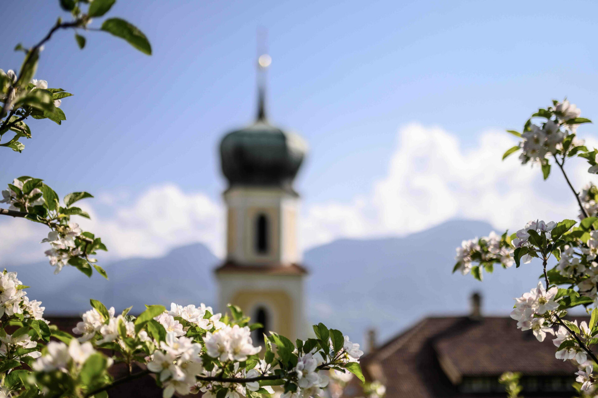 Mehr über den Artikel erfahren Quando sboccia la natura in Alto Adige, fiori ed erbe selvatiche diventano protagonisti