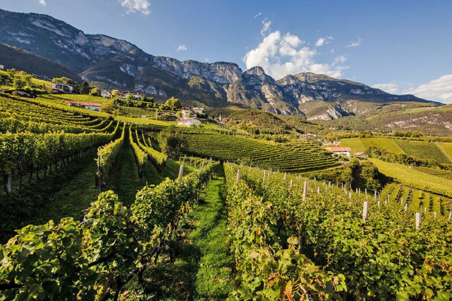 Mehr über den Artikel erfahren A Penone sopra Cortaccia alla ricerca dei migliori Sauvignon Blanc d’Italia