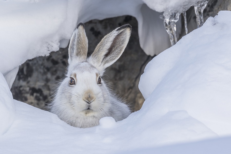 Scopri di più sull'articolo Gli animali del Parco dello Stelvio scendono in campo per la tutela della biodiversità