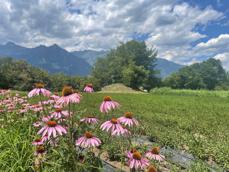 Mehr über den Artikel erfahren Presentati nuovi risultati scientifici al Convegno sulle erbe aromatiche del Centro Laimburg
