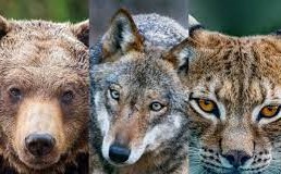 Scopri di più sull'articolo Grandi carnivori, Unterberger a Lollobrigida: si passi dalle parole ai fatti