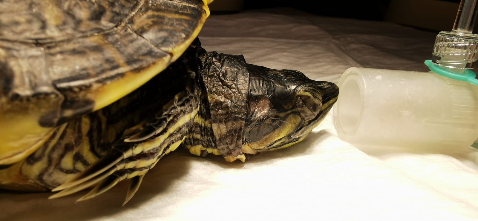 Scopri di più sull'articolo Squirtle, giovane tartaruga liberata da un ascesso