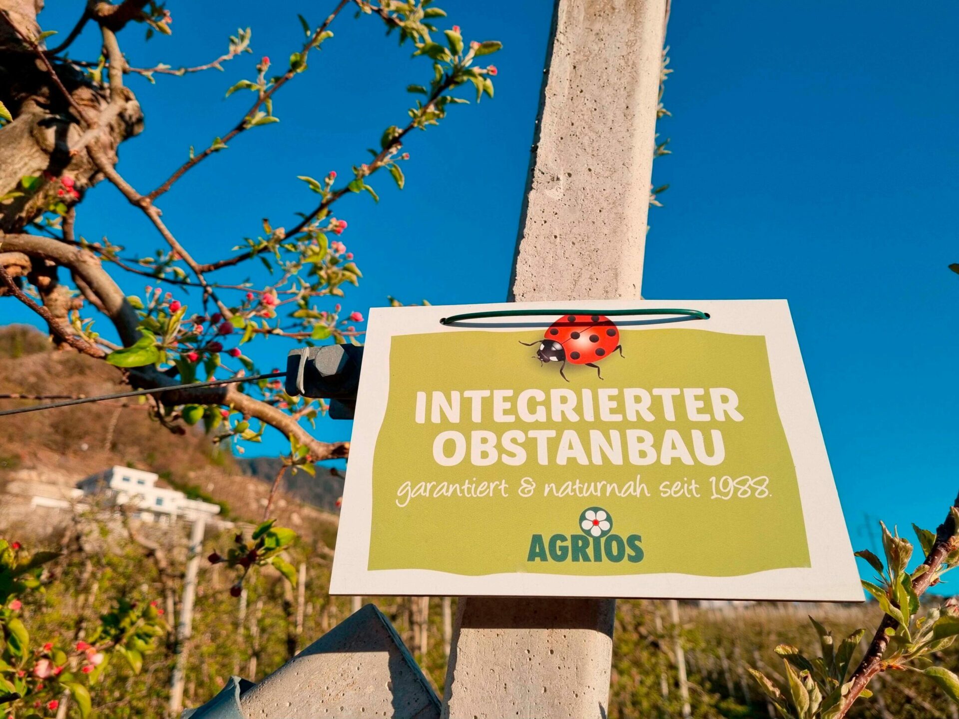 Scopri di più sull'articolo Integrierter Obstanbau unter noch schärferer Lupe