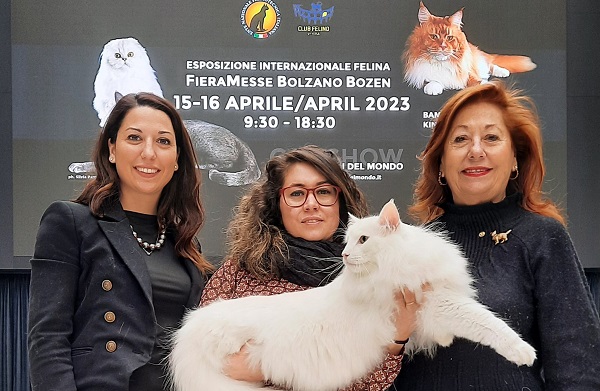Scopri di più sull'articolo Gatti, gattini, gattacci, belli e bellissimi da tutta Italia in mostra a Bolzano