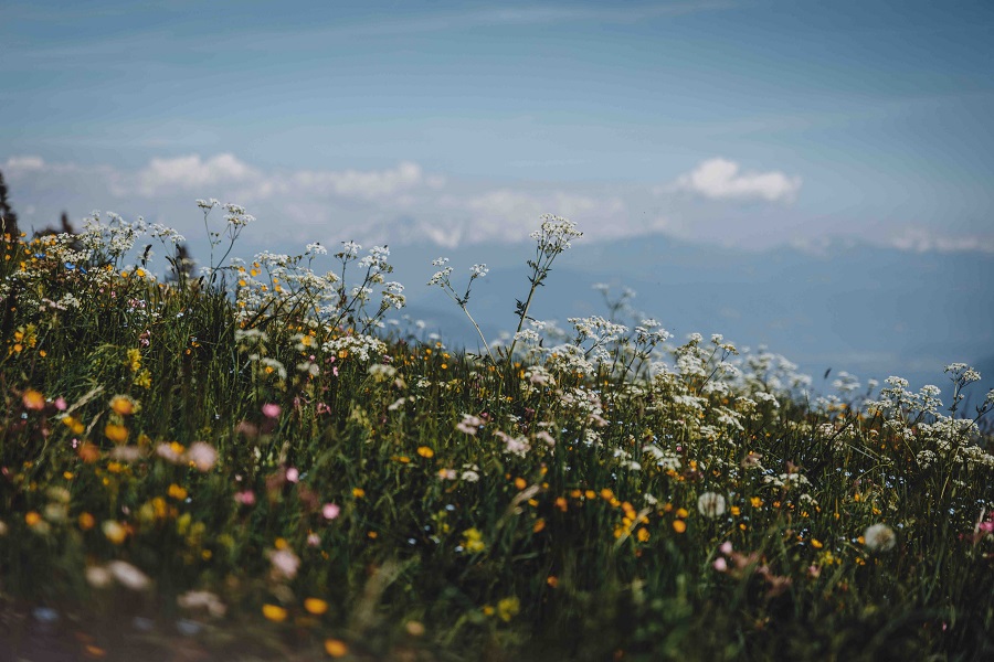 Scopri di più sull'articolo Alla scoperta delle erbe selvatiche a Lana in Alto Adige