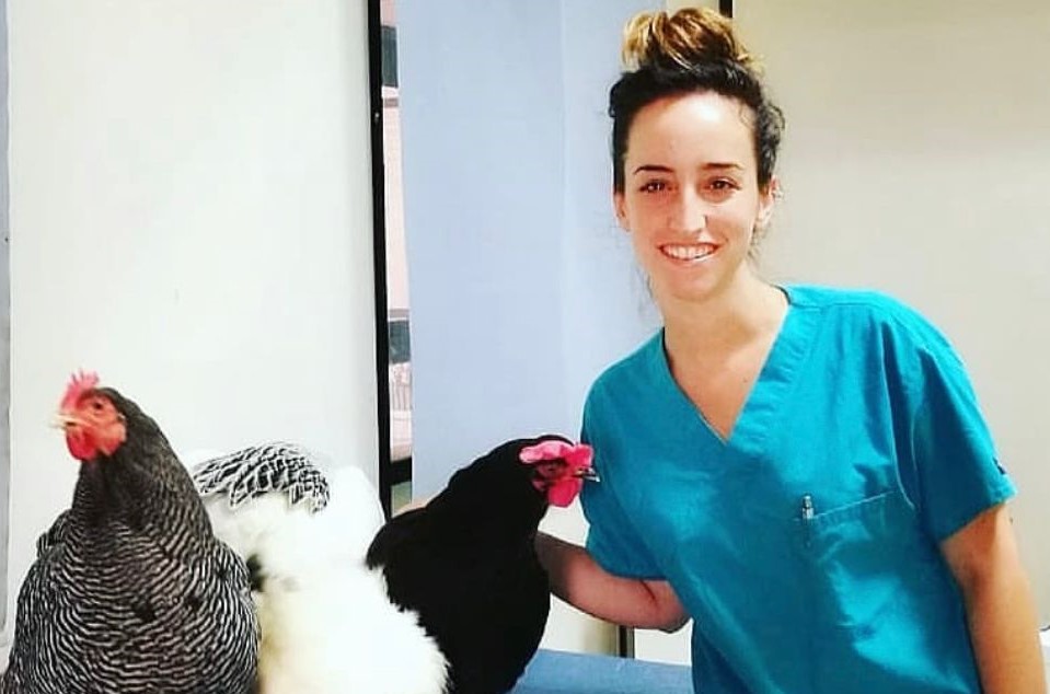 Mehr über den Artikel erfahren Caso del gallo Pio, il coronavirus si comporta come un virus