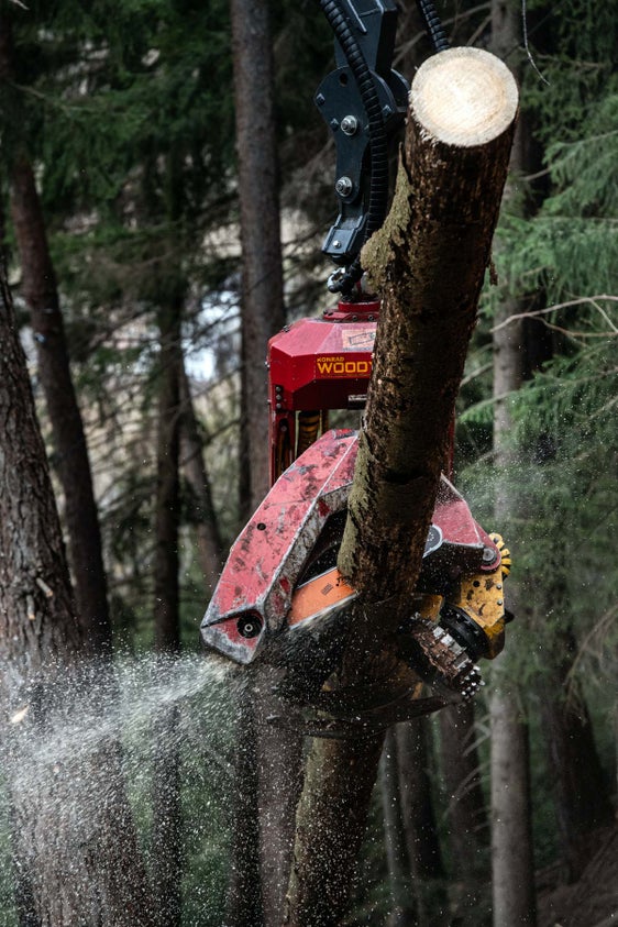 Scopri di più sull'articolo Legno e foreste nel Pnrr: “Click Day” per le domande di finanziamento