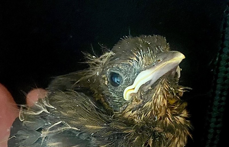 Scopri di più sull'articolo Uccellini trovati a terra, portarli dal veterinario o no?