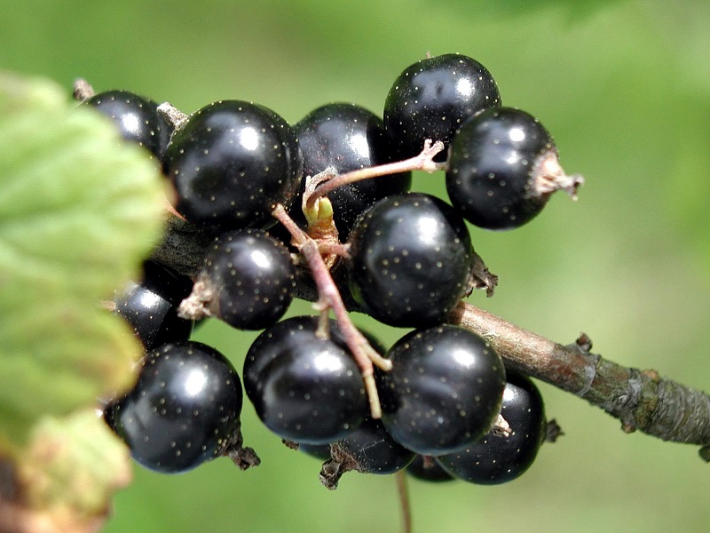 Scopri di più sull'articolo Il ribes particolarmente gustoso se consumato fresco