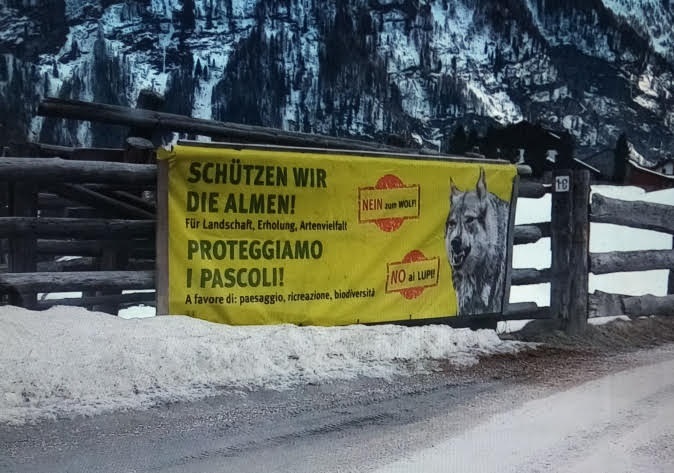 Scopri di più sull'articolo Procurato allarme anti-Lupo, espone denuncia l’associazione ecologista Gruppo d’Intervento Giuridico
