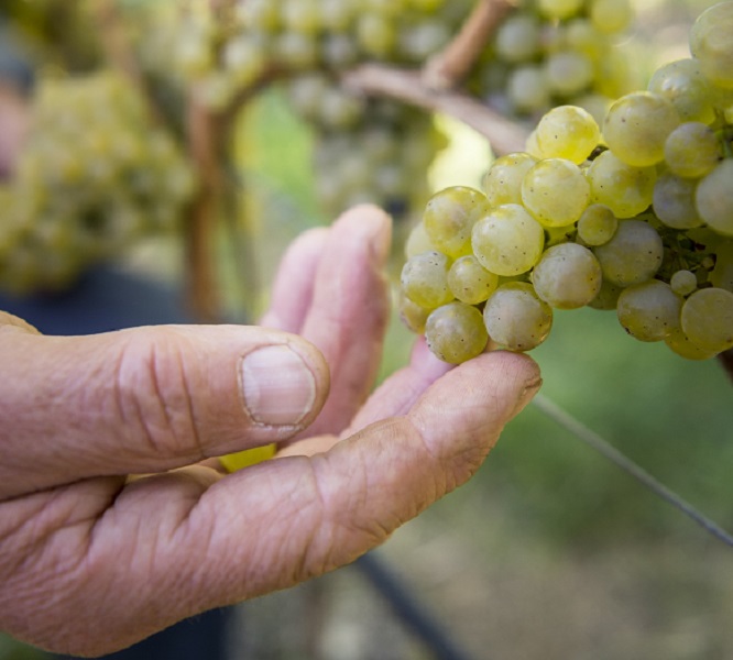 Scopri di più sull'articolo Vino, al via la vendemmia dopo un’estate difficile