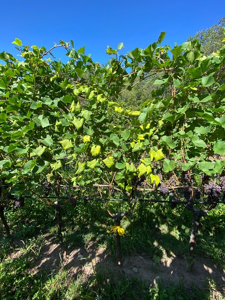 Scopri di più sull'articolo La flavescenza dorata continua a diffondersi
