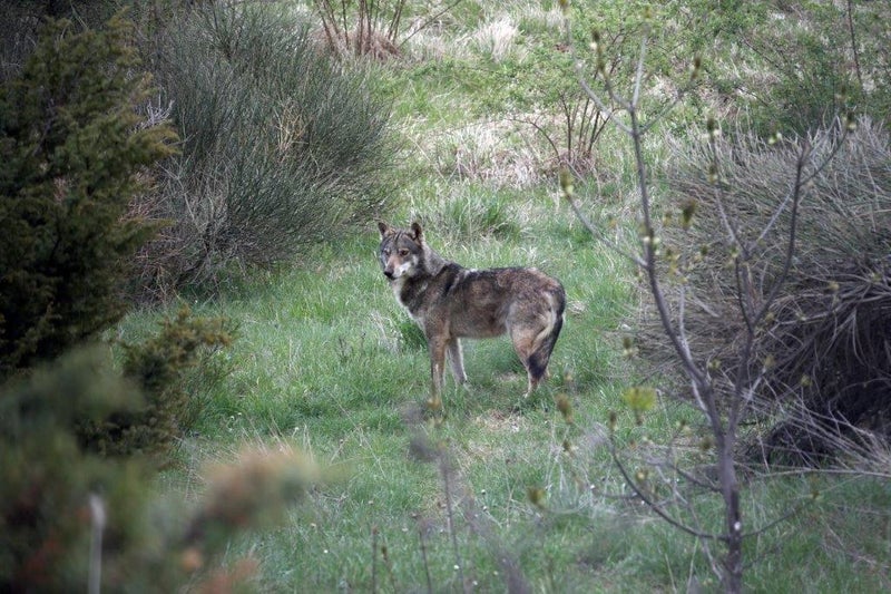 Scopri di più sull'articolo Grandi predatori, la legge provinciale non sarà impugnata dal Governo