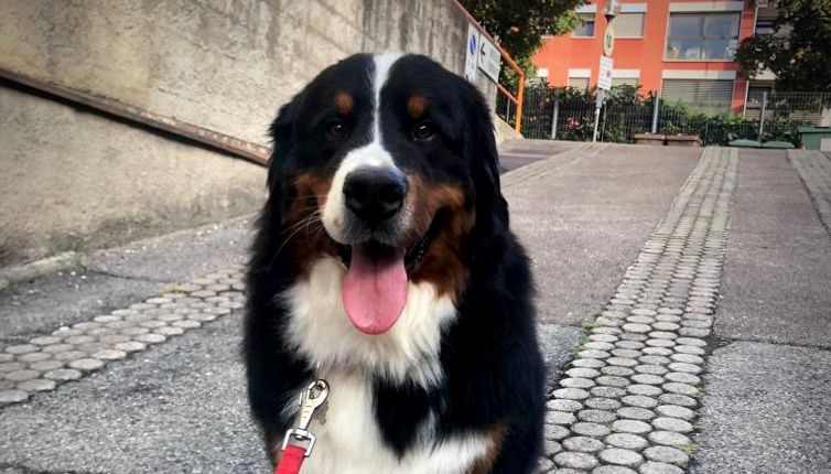 Scopri di più sull'articolo Dante, il cucciolone tornato a camminare libero