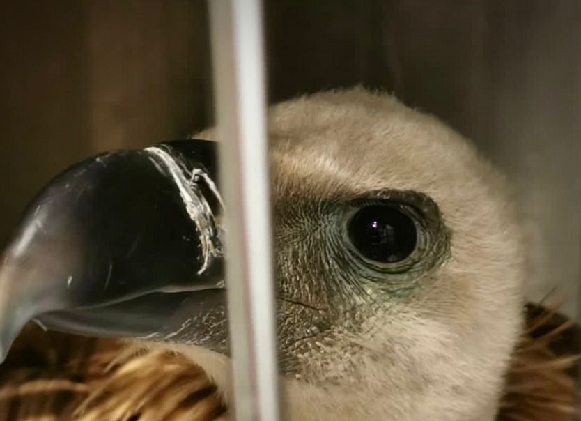 Scopri di più sull'articolo Grifone trovato a Laives, i veterinari lo salvano