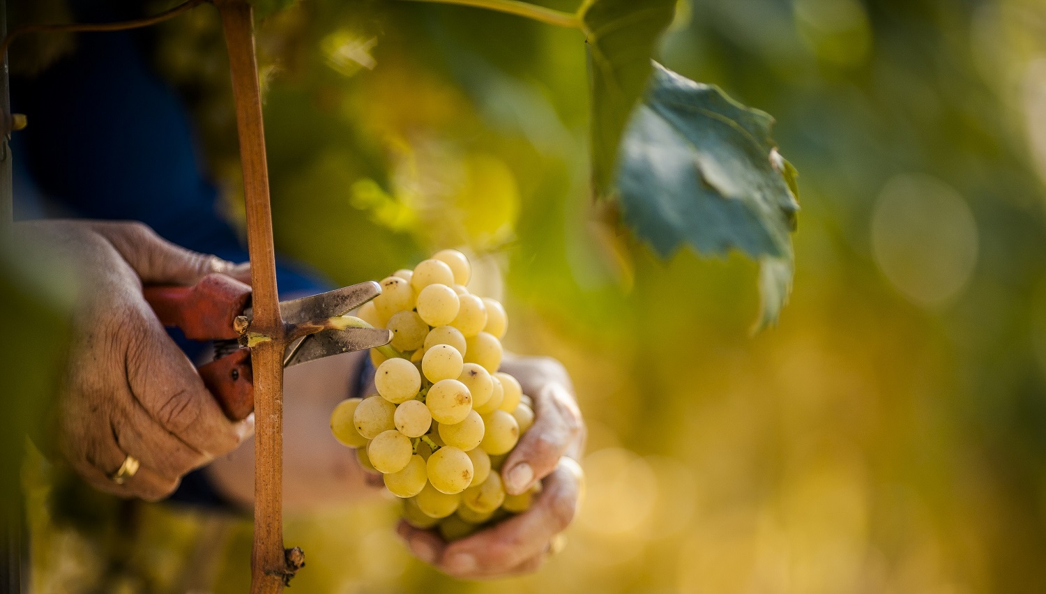 Mehr über den Artikel erfahren Un’annata ricca di sfide, vini freschi e leggeri