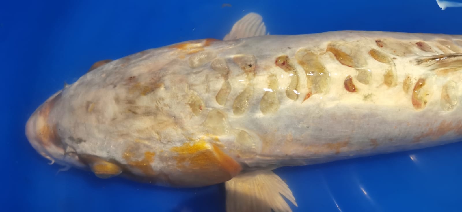Scopri di più sull'articolo Parassiti e infezione, la carpa Koi di Caldaro salvata anche da uno shock