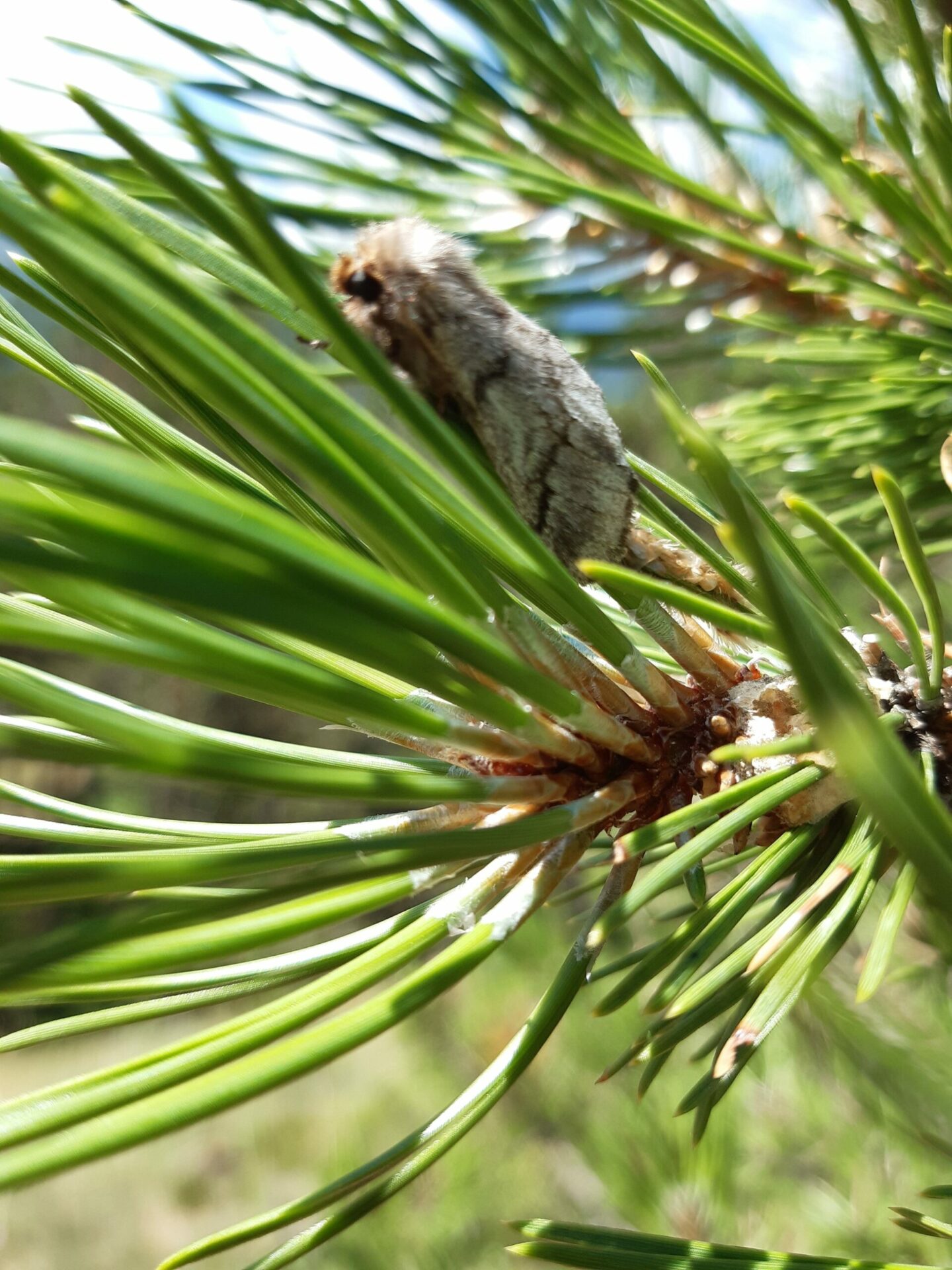 Scopri di più sull'articolo Processionaria, il Servizio forestale consiglia di tenersi a distanza