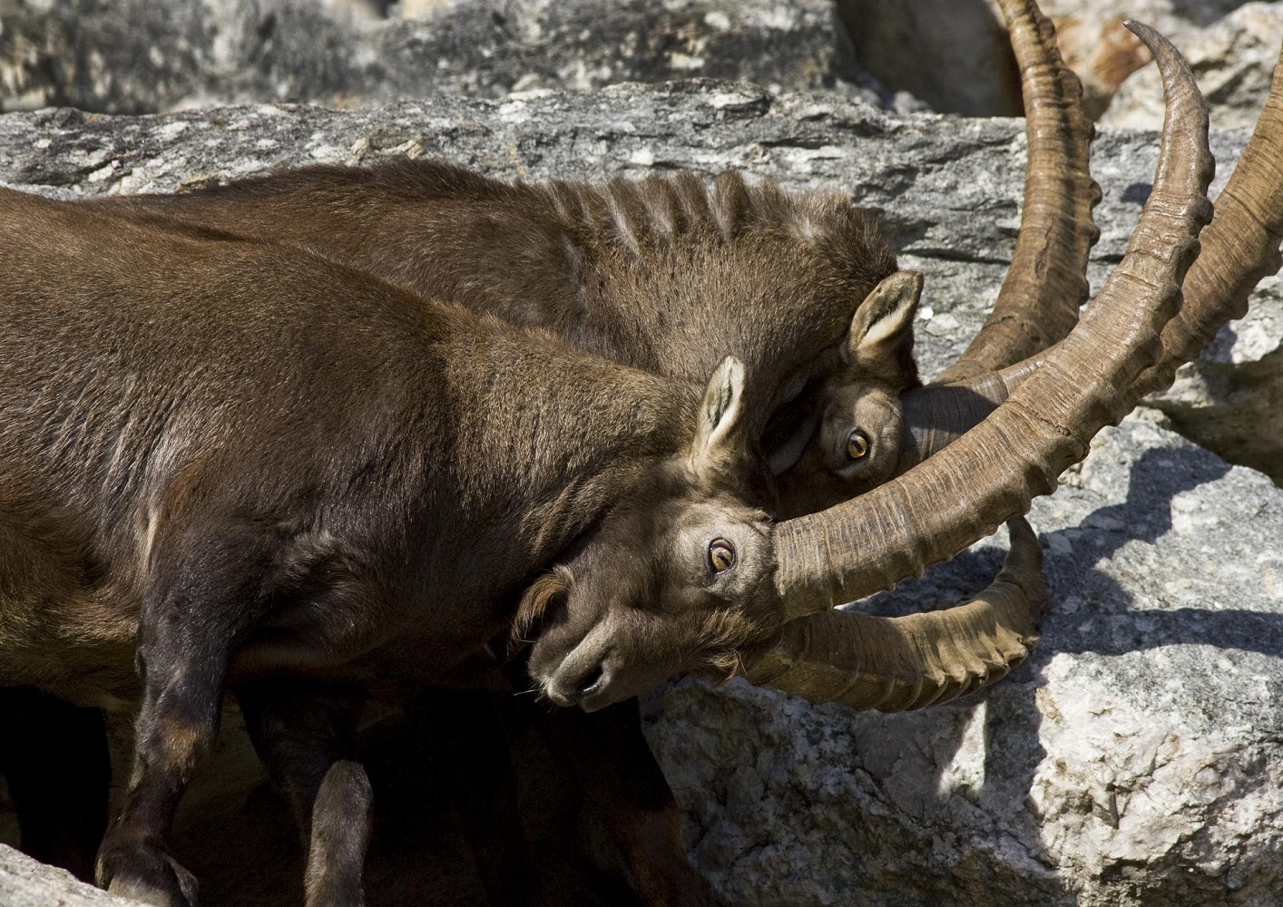 Scopri di più sull'articolo Preistoria, come stambecchi e cervi del Trentino si adattarono ai cambiamenti climatici