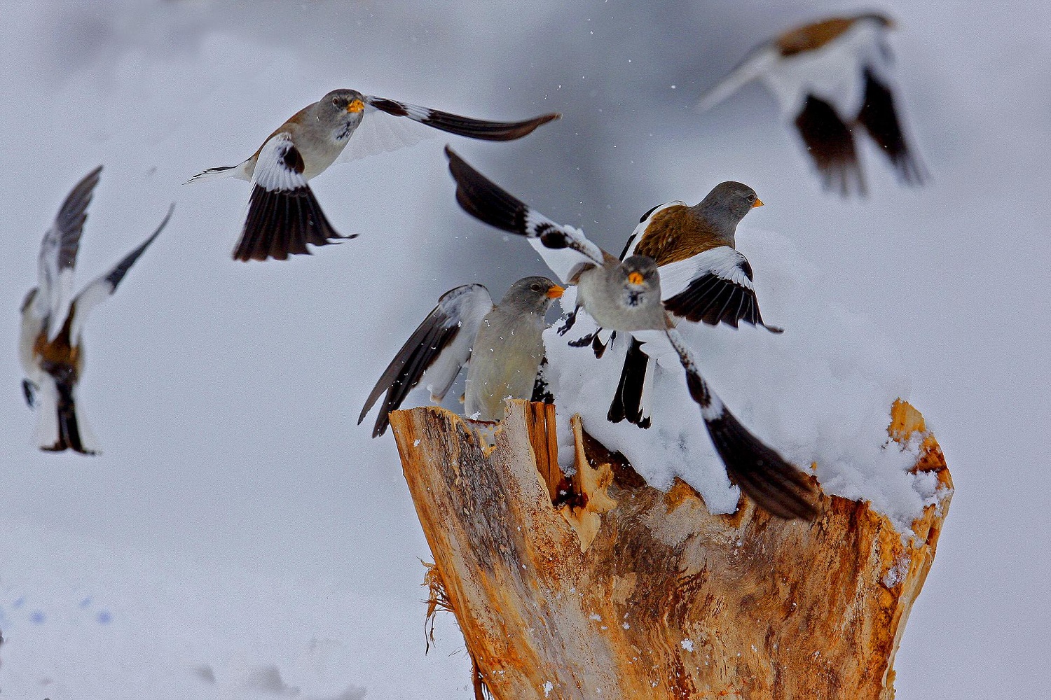 Mehr über den Artikel erfahren La biodiversità alpina e le sue minacce attuali e future, gli uccelli di montagna come sentinelle del cambiamento climatico