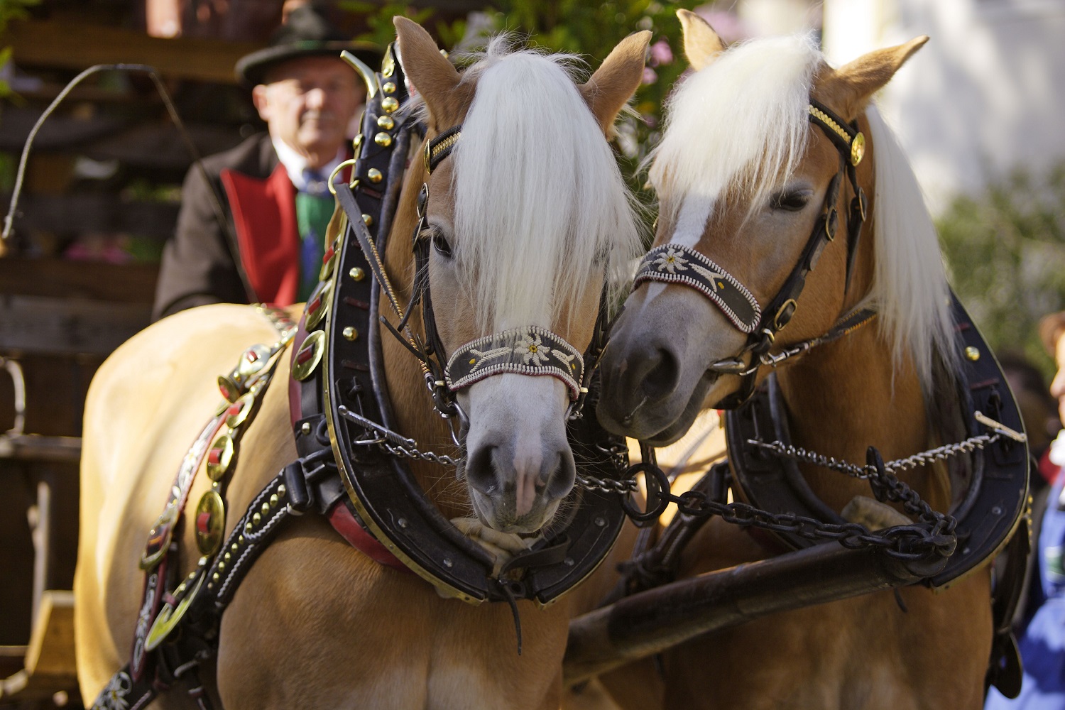 Scopri di più sull'articolo Tradizione, sport, allegria, la Pasquetta  a Merano con le corse dei cavalli Haflinger