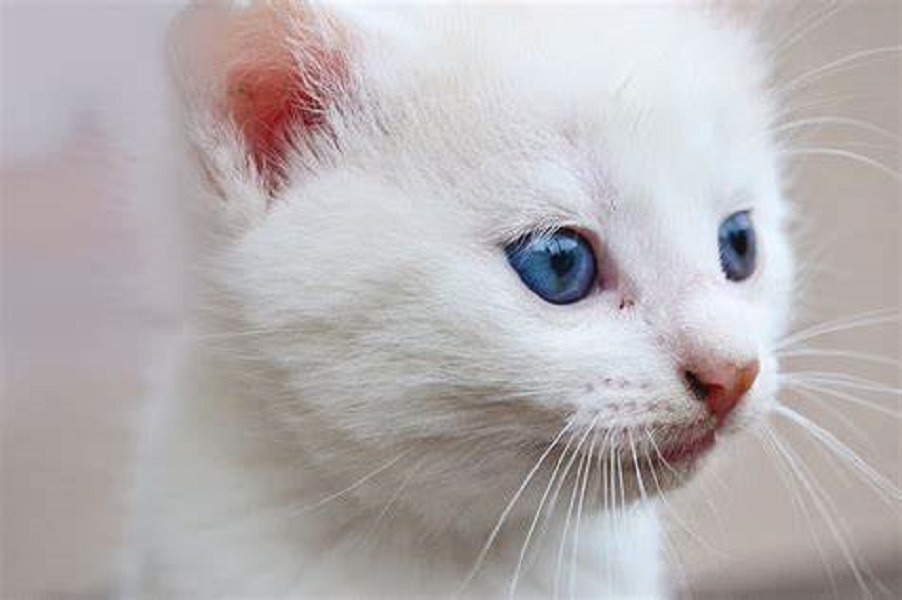Mehr über den Artikel erfahren A Bolzano ‘I gatti più belli del mondo’. Torna il Cat Show e sui social scatta il contest fotografico per i mici di casa