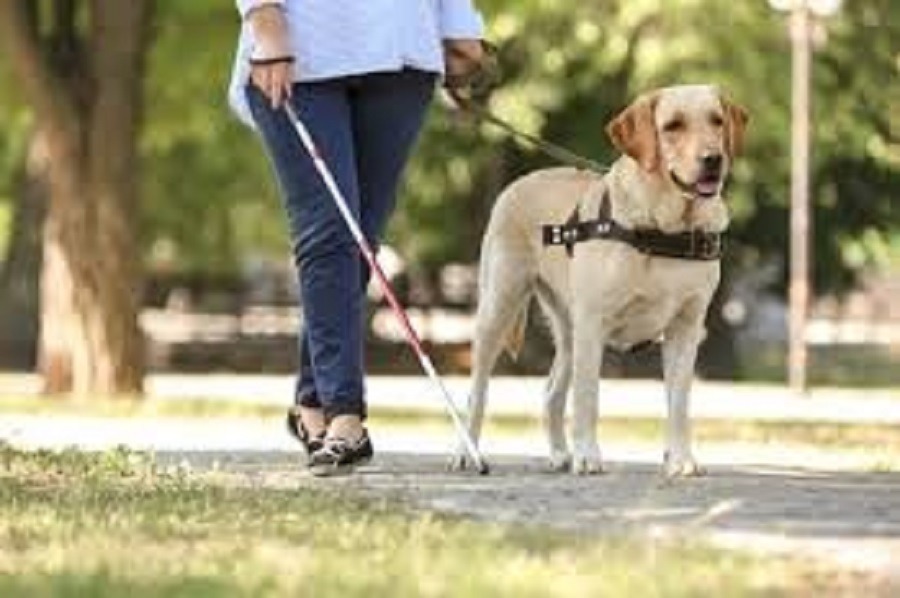 Scopri di più sull'articolo Bolzano. Vietato l’accesso al ristorante a signora ipovedente con cane guida