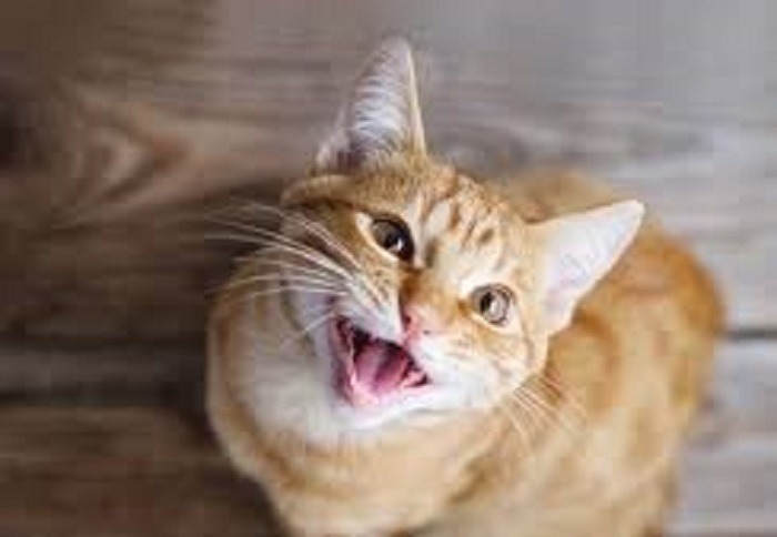Scopri di più sull'articolo A Bolzano “I gatti più belli del mondo”, in Fiera il 4 e 5 maggio