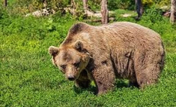 Mehr über den Artikel erfahren Il Governo non impugna la “Legge ammazzaorsi” del Trentino, animalisti preoccupati.
