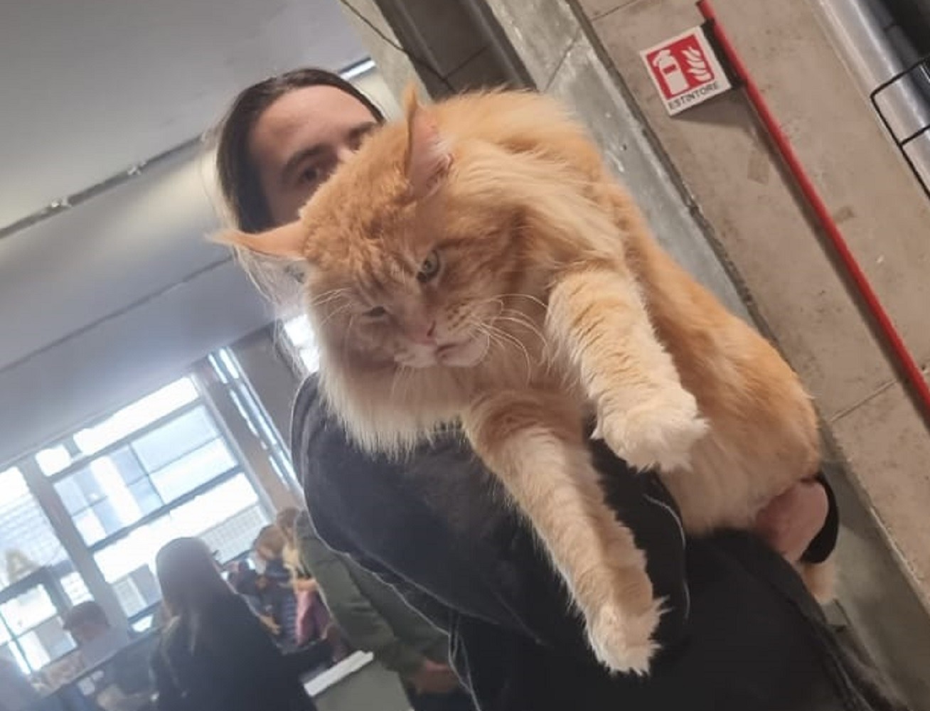 Mehr über den Artikel erfahren Tornado, il gatto più bello del mondo