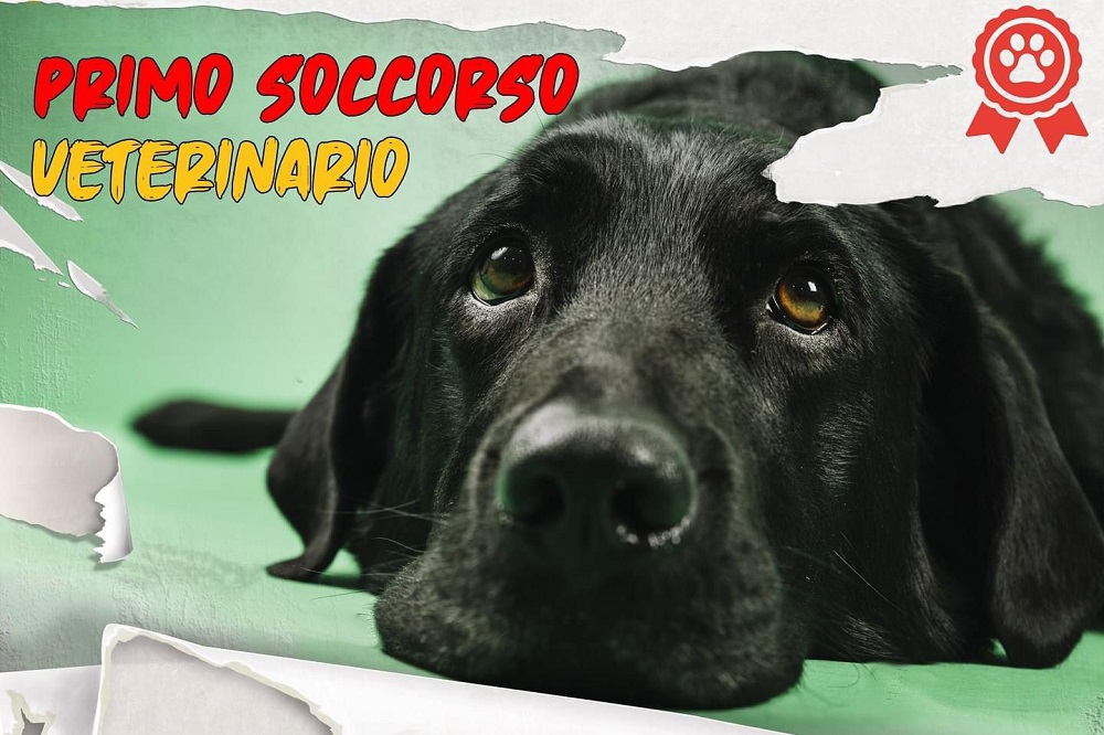 Scopri di più sull'articolo “Sei sicuro che al tuo Quattrozampe non possa mai capitare nulla e che sia resistente a tutto?