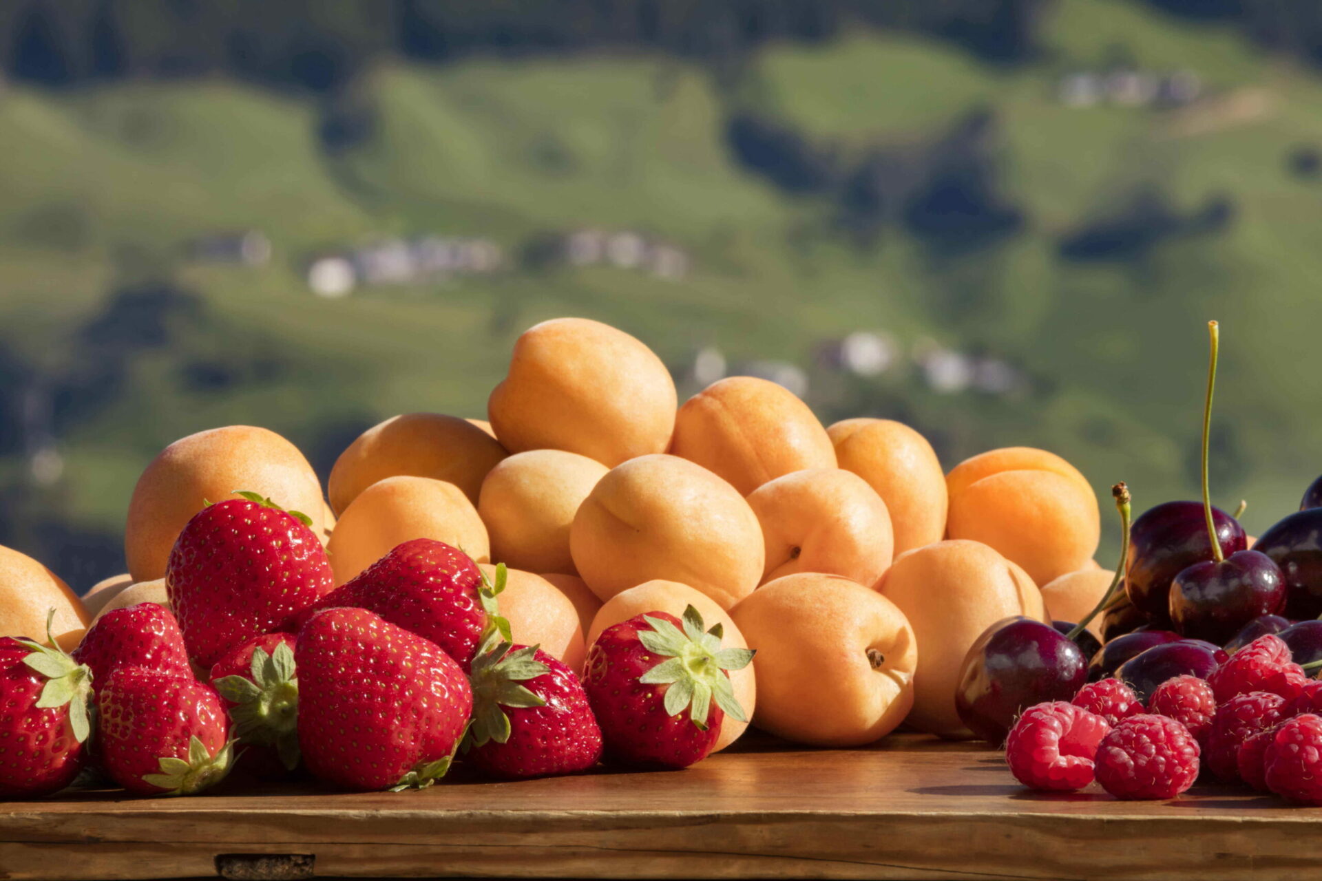 Scopri di più sull'articolo Partito il raccolto di piccoli frutti e frutta a nocciolo
