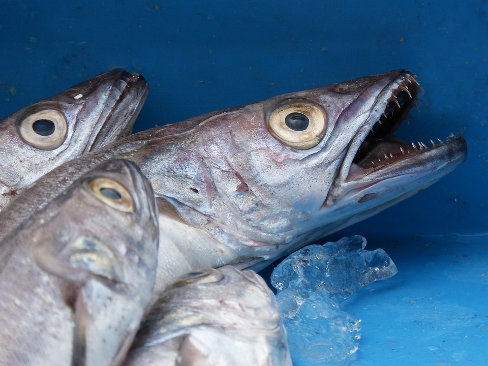 Scopri di più sull'articolo Come riconoscere il pesce fresco?