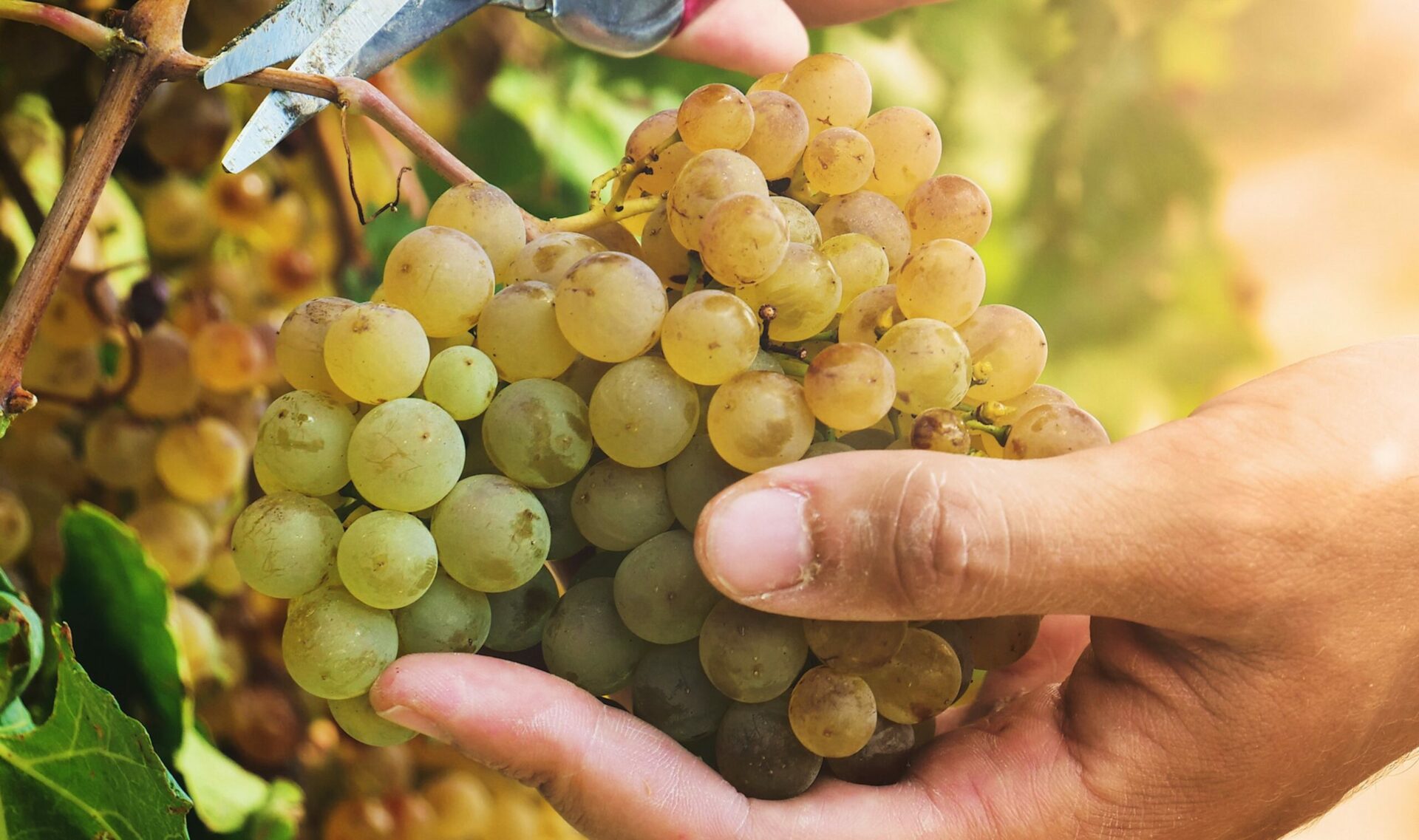 Scopri di più sull'articolo Vini altoatesini, l’Organismo di controllo ne garantisce la qualità