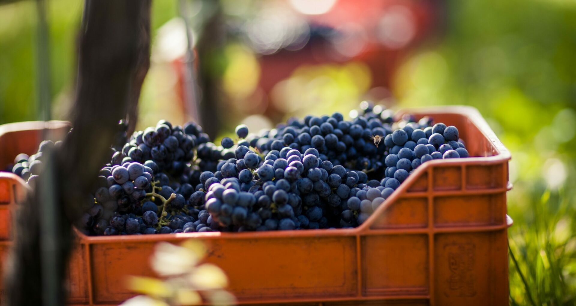 Scopri di più sull'articolo Terminata la vendemmia in Alto Adige: prospettive rosee nonostante l’annata difficile