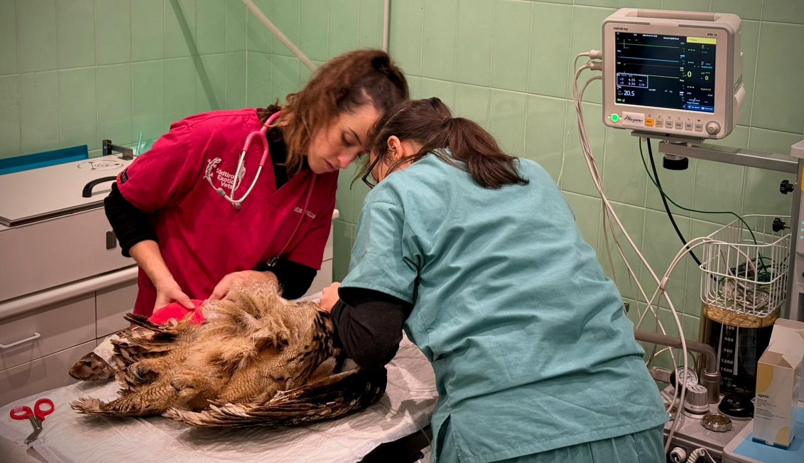 Scopri di più sull'articolo Gufo reale salvato dall’equipe bolzanina di Südtirol Exotic Vets