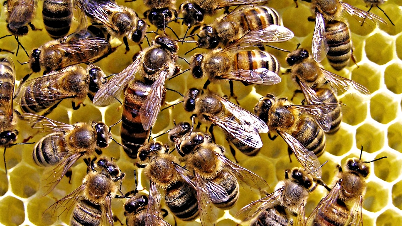 Scopri di più sull'articolo La società delle Api, il loro linguaggio, il rapporto con l’uomo