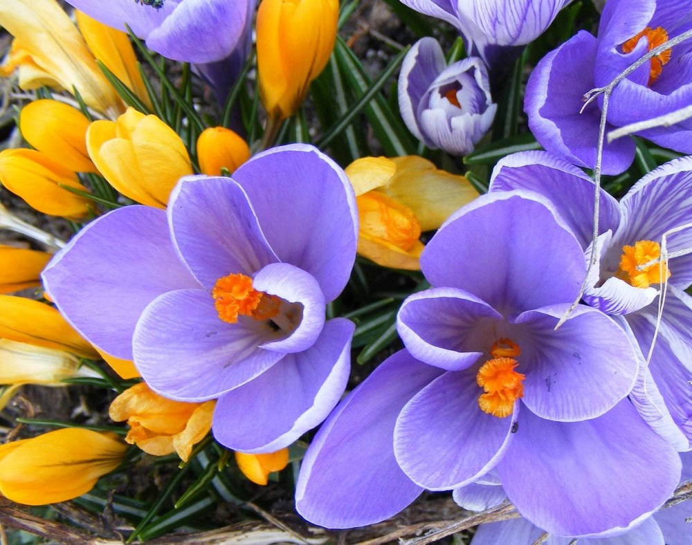 Scopri di più sull'articolo Salute. Ci sono fiori che possono guarire, sono i fiori di Bach
