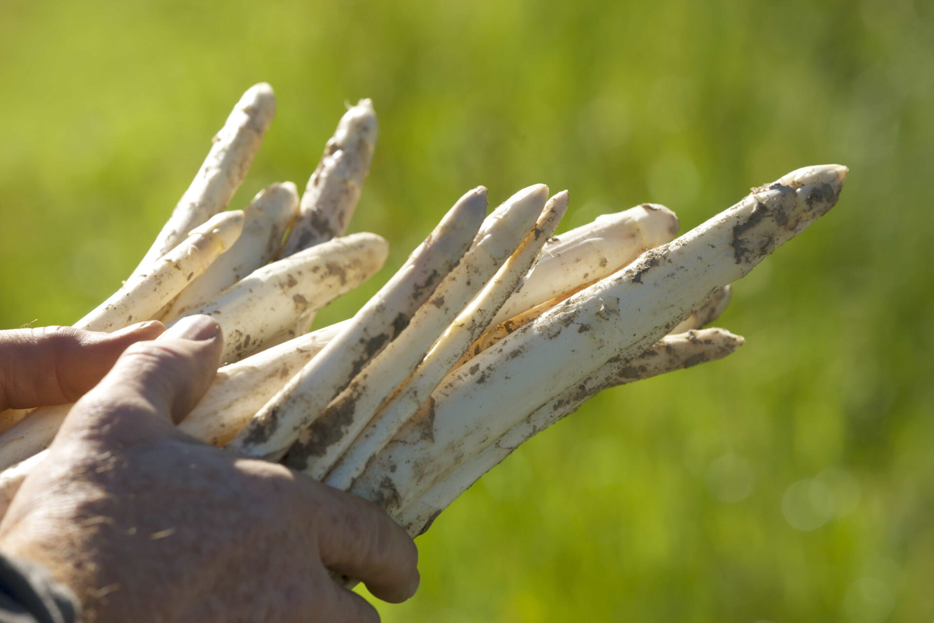 Mehr über den Artikel erfahren È iniziata la stagione degli asparagi